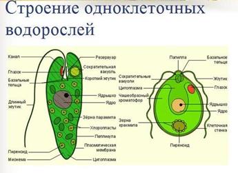 Особенности строения бактериальной клетки - student2.ru