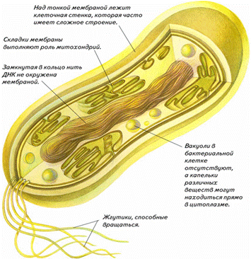 Особенности строения бактериальной клетки - student2.ru