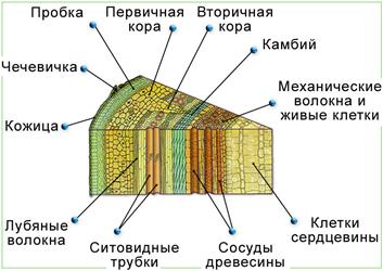 Особенности строения бактериальной клетки - student2.ru