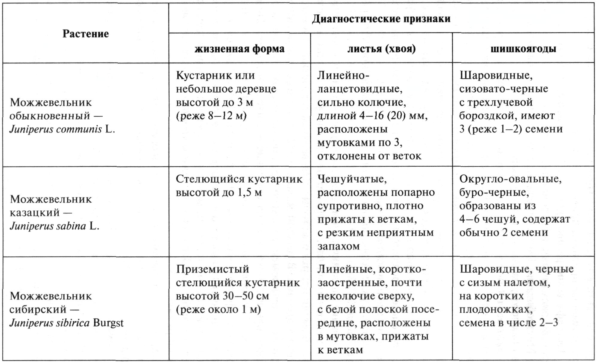 Отличительные признаки различных видов рода можжевельник - student2.ru
