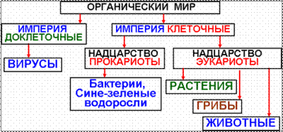 Подцарство (Subkingdom) - student2.ru