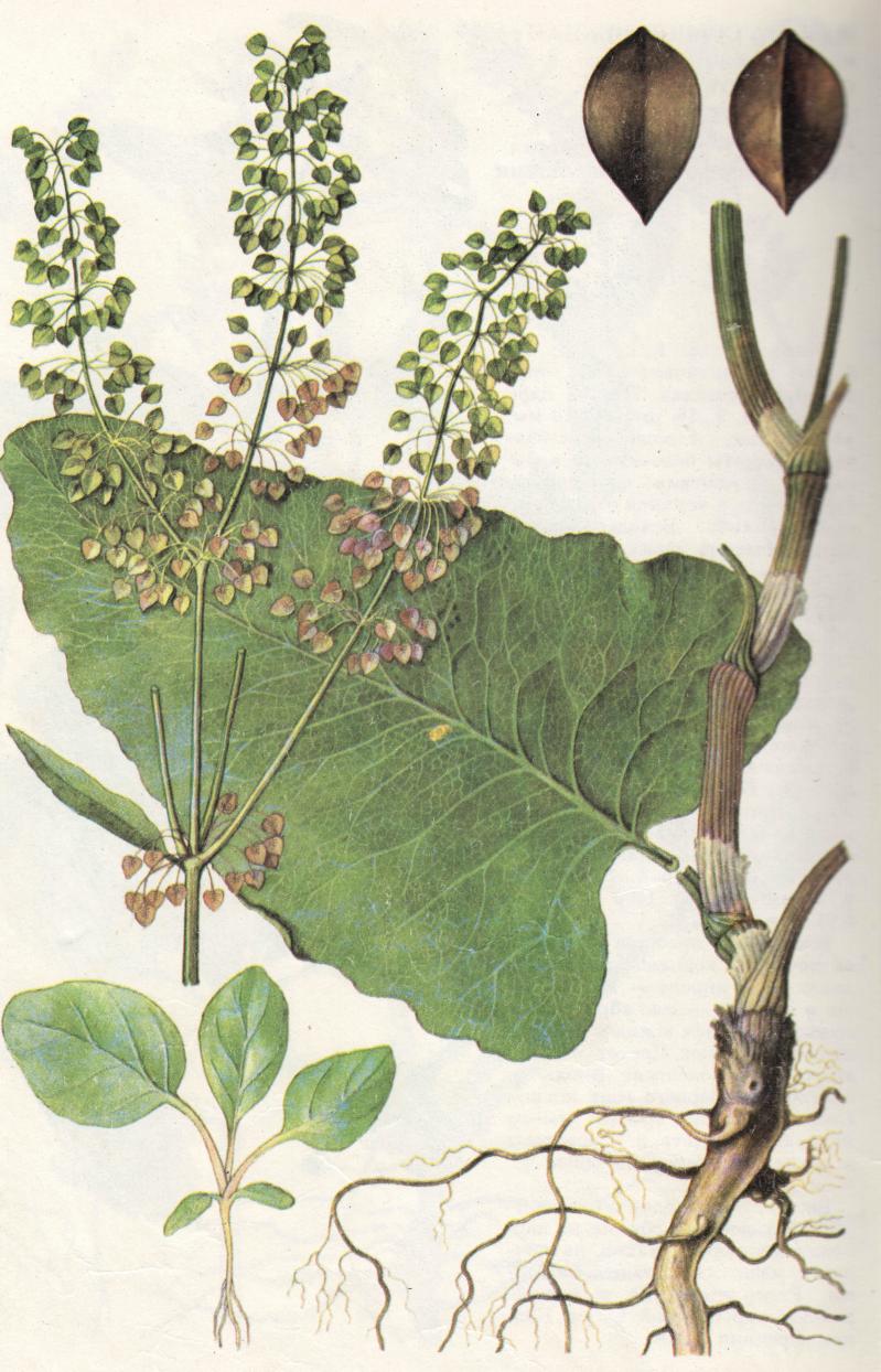 Сбор растений для гербария - student2.ru