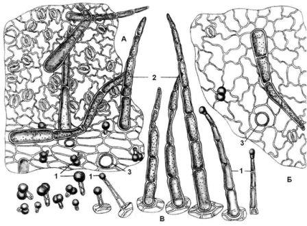 Сем. норичниковые - Scrophulariaceae. Ботаническая характеристика.Наперстянка пурпуровая – в культуре двулетнее - student2.ru