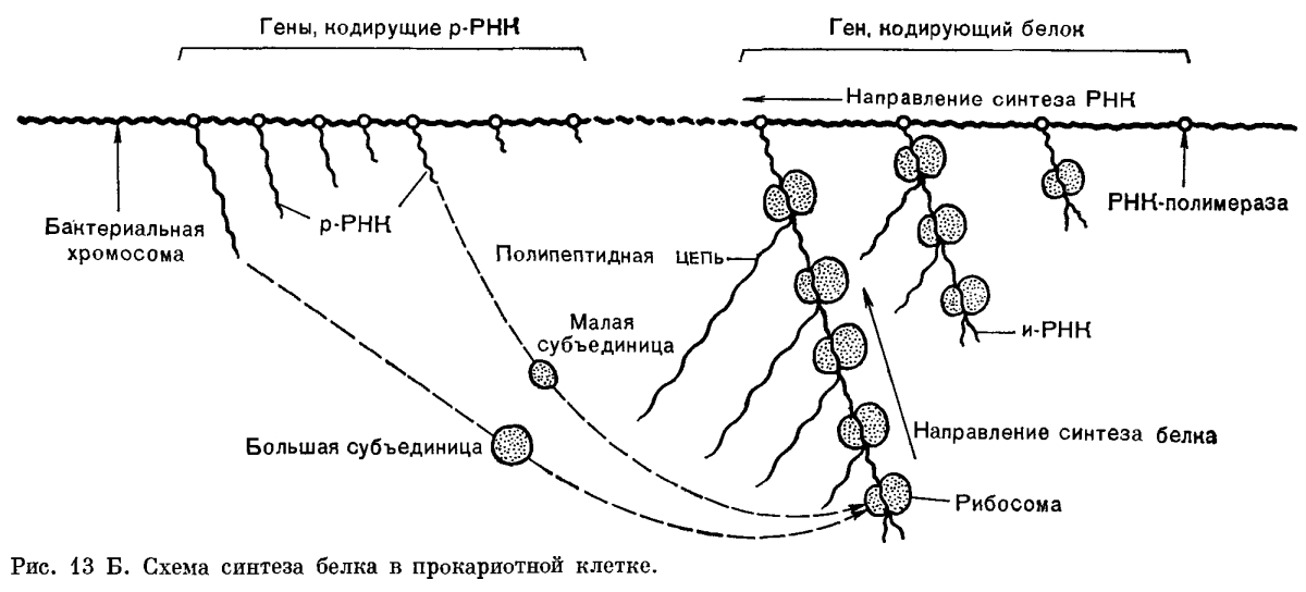 Структура и состав биомембран - student2.ru