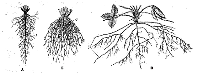 Типы корней и корневых систем - student2.ru
