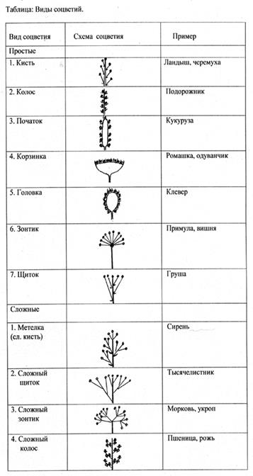 Внутреннее строение листа - student2.ru