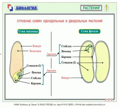 Внутреннее строение листа - student2.ru