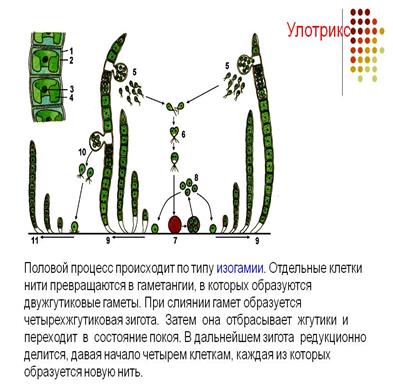 Внутреннее строение листа - student2.ru