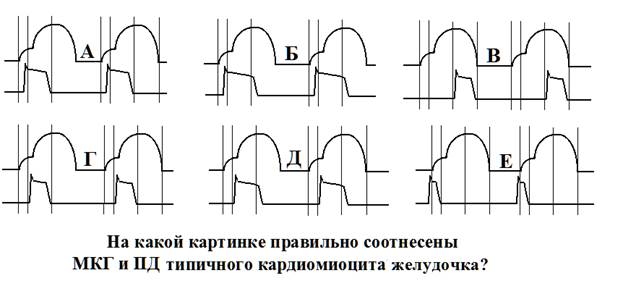 Что норме является водителем ритма сердца? - student2.ru