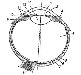формирование изображения оптической системой глаза - student2.ru