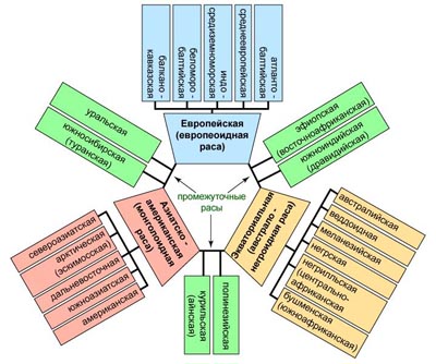 Основные антропологические особенности человеческих рас - student2.ru