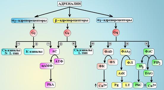 Характеристика адренорецепторов - student2.ru