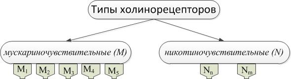 М- и N-холиномиметики. М-холиномиметики. Антихолинэстеразные средства. М-холиноблокаторы. N-холиномиметики. Ганглиоблокаторы. периферические МИОРЕЛАКСАНТЫ. - student2.ru