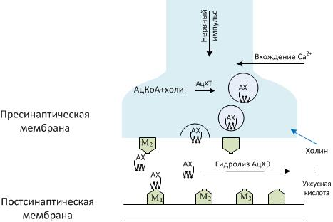 М- и N-холиномиметики. М-холиномиметики. Антихолинэстеразные средства. М-холиноблокаторы. N-холиномиметики. Ганглиоблокаторы. периферические МИОРЕЛАКСАНТЫ. - student2.ru