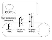 Номенклатура лекарственных средств - student2.ru