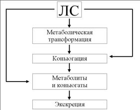 Пути биотрансформации ЛВ в организме - student2.ru