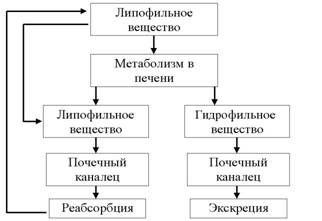 Пути биотрансформации ЛВ в организме - student2.ru