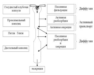 Номенклатура лекарственных средств - student2.ru