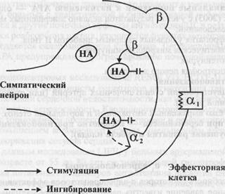 Симпатолитики. классификация. механизм действия. показания. побочные эффекты.Сравнительная характеристика - student2.ru