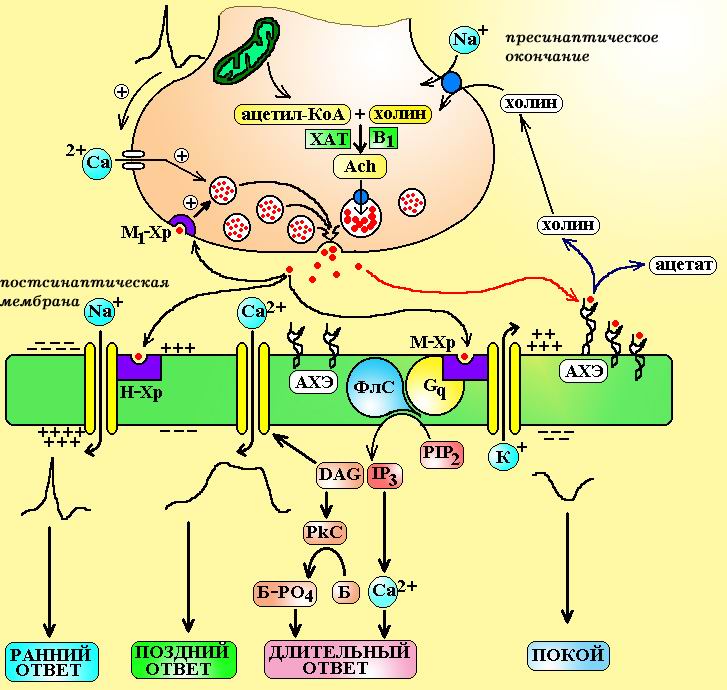 Структура холинергического синапса - student2.ru