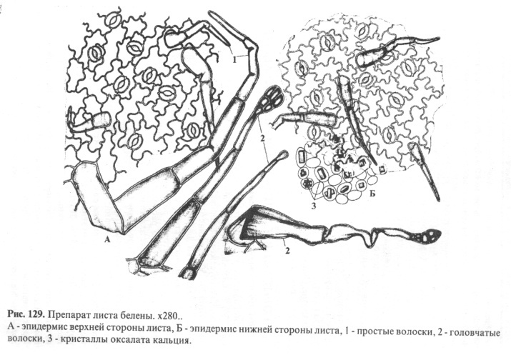 ТЕМА 2.1. « Лекарственное растительное сырья, влияющее на эфферентную нервную систему. - student2.ru