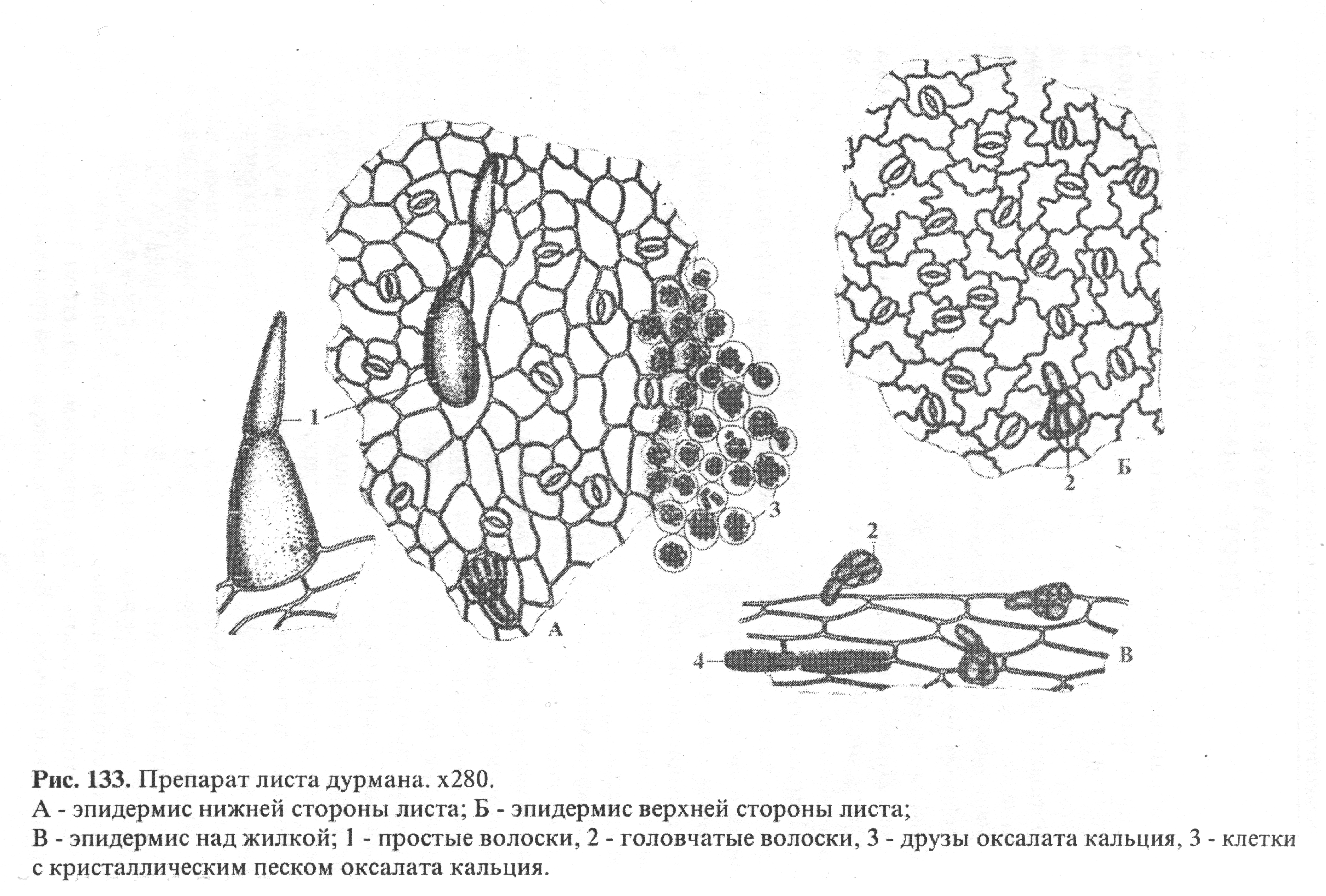 ТЕМА 2.1. « Лекарственное растительное сырья, влияющее на эфферентную нервную систему. - student2.ru