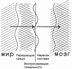 глава 8. продолжая о восприятии - student2.ru