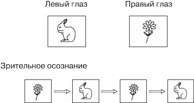 Исследование бинокулярной конкуренции - student2.ru