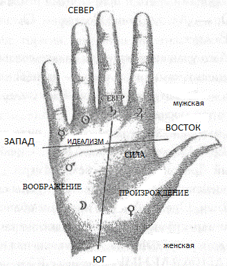 мужская и женская части руки - student2.ru