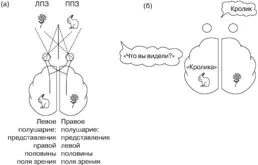 Нейропсихологические расстройства самосознания - student2.ru