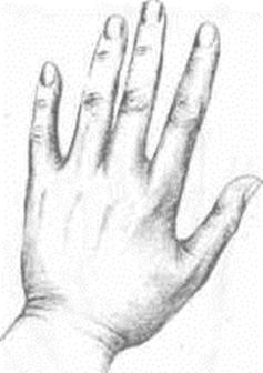 общие характеристики пальцев - student2.ru