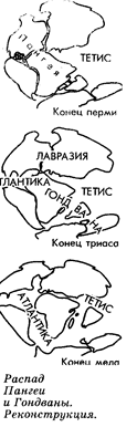 Схема вероятностных флористических связей в период существования Арктиды и современное положение комплексов фауны. - student2.ru