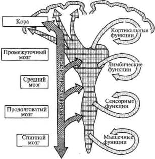 Взаимодействие трех основных функциональных блоков мозга - student2.ru