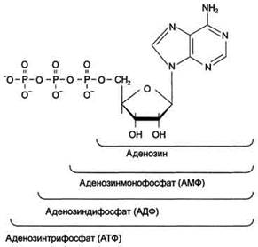 Б. Структура дезоксирибонуклеиновой кислоты (ДНК) - student2.ru