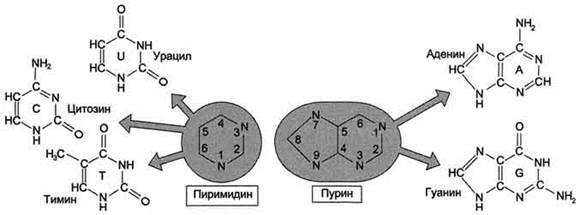 Б. Структура дезоксирибонуклеиновой кислоты (ДНК) - student2.ru