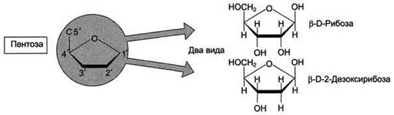 Б. Структура дезоксирибонуклеиновой кислоты (ДНК) - student2.ru