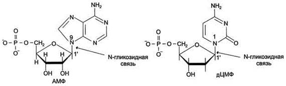 Б. Структура дезоксирибонуклеиновой кислоты (ДНК) - student2.ru