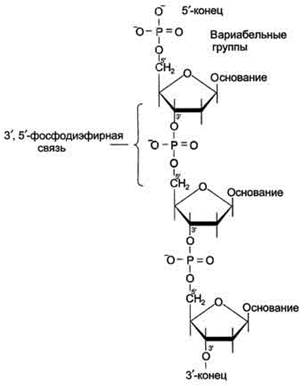 Б. Структура дезоксирибонуклеиновой кислоты (ДНК) - student2.ru