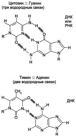 Б. Структура дезоксирибонуклеиновой кислоты (ДНК) - student2.ru