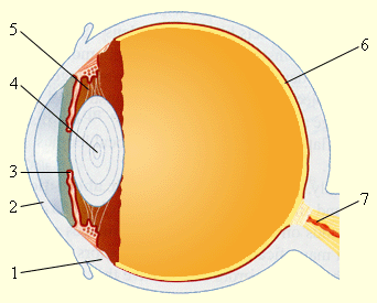 Глаз как оптический инструмент - student2.ru