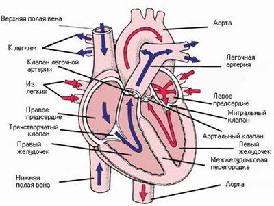 Как устроено и работает сердце? - student2.ru