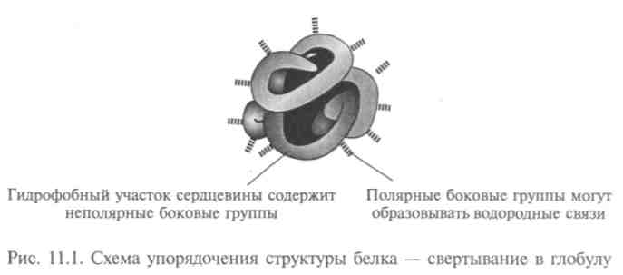 Молекулярно-генетический уровень организации живой материи. Строение и структура макромолекул белков - student2.ru