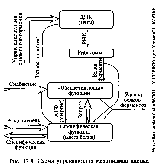 Процессы фотосинтеза и клеточного дыхания - student2.ru