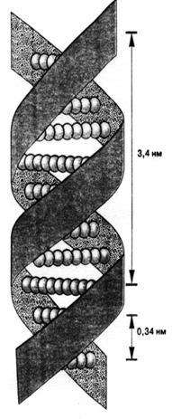 Схема 60. Структура дезоксирибонуклеиновой кислоты – ДНК. - student2.ru