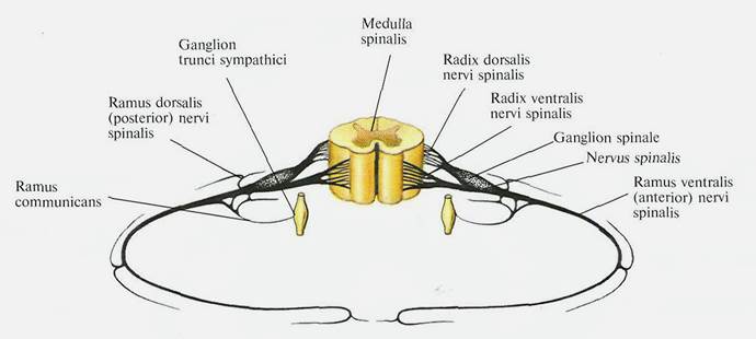 Спинномозговые нервы (nervus spinalis) - student2.ru