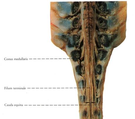 Спинномозговые нервы (nervus spinalis) - student2.ru