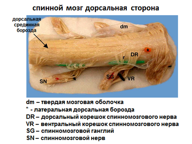 Спинномозговые нервы (nervus spinalis) - student2.ru