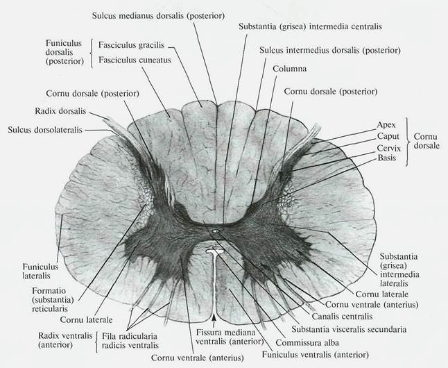 Спинномозговые нервы (nervus spinalis) - student2.ru