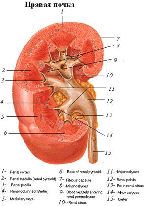 Вставка :Нефрон из БРИТ - student2.ru