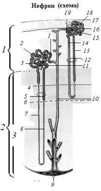 Вставка :Нефрон из БРИТ - student2.ru
